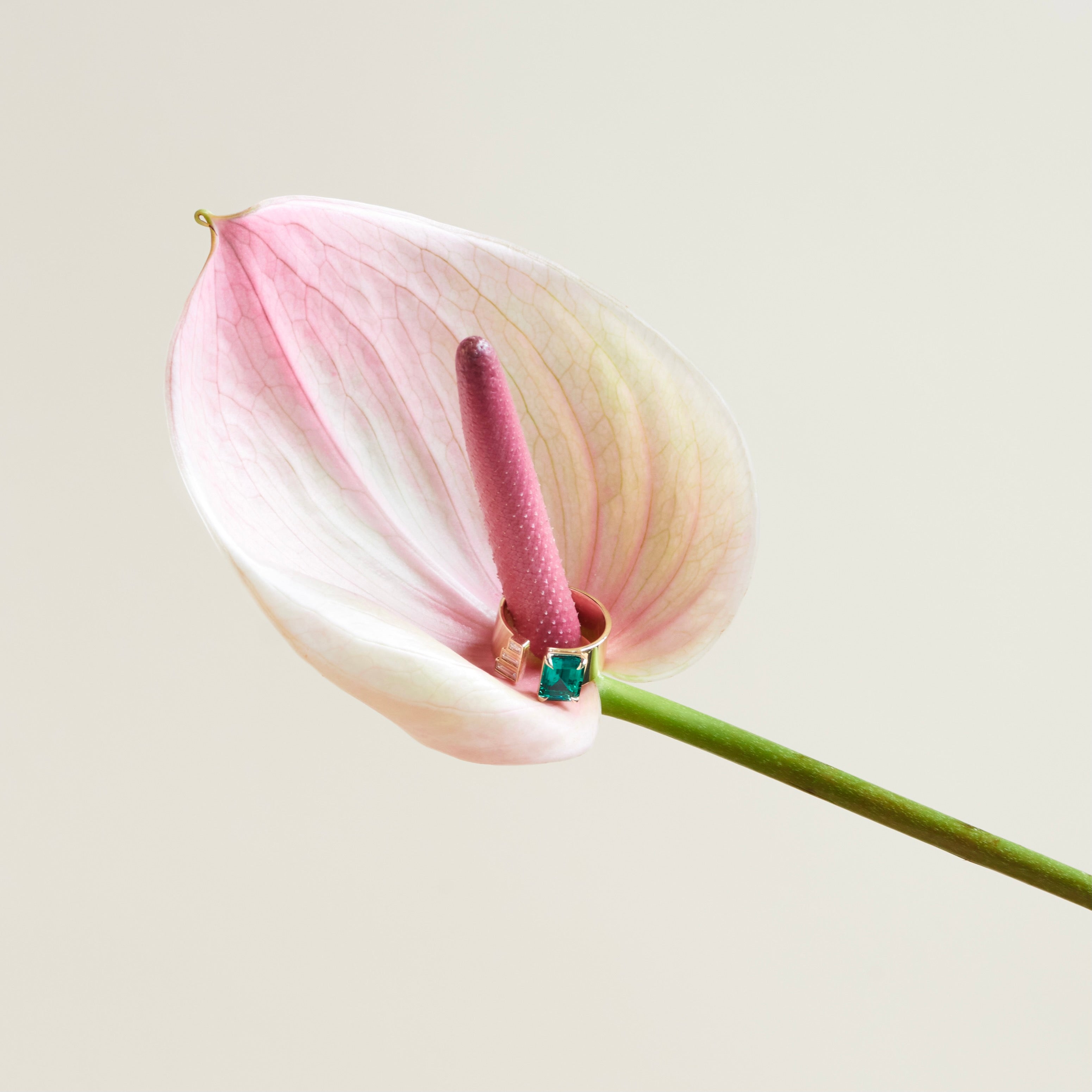 orchid with gold ring