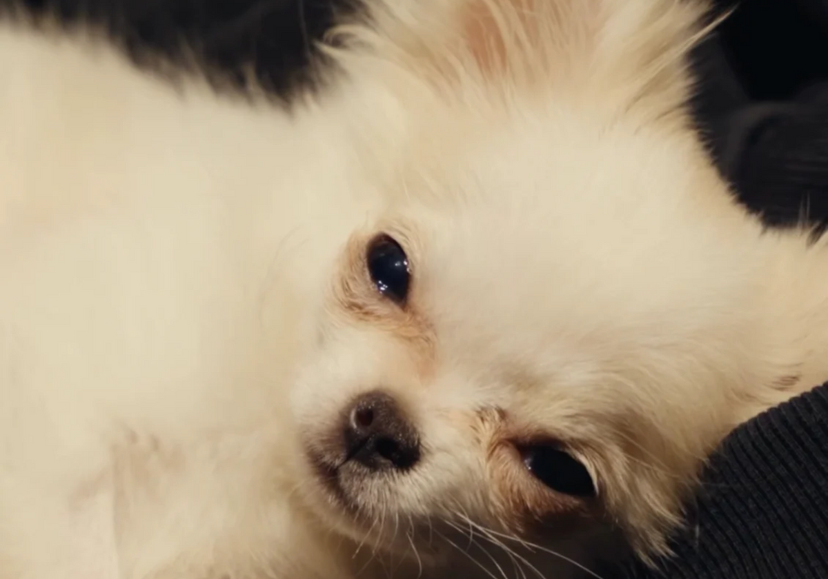 White dog